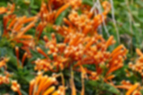 Rosegardens Homestay photo 2