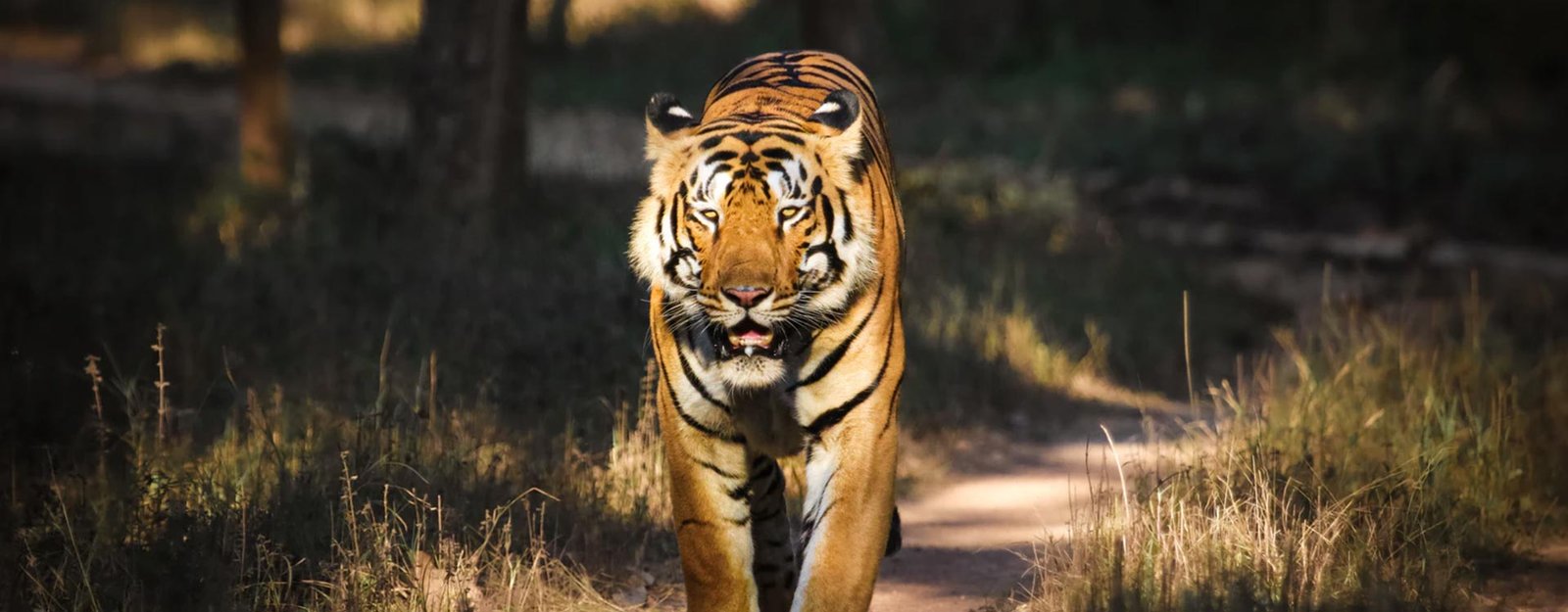 Amazing India Tours photo 1
